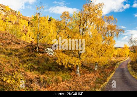 Una strada unica che conduce attraverso lo splendido e remoto Glen Strathfarrar nelle Highlands scozzesi con gli alberi di betulla d'Argento nei loro colori autunnali Foto Stock