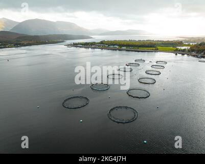 Acquicoltura reti di allevamento di mare contenenti pesce per il mercato alimentare Foto Stock