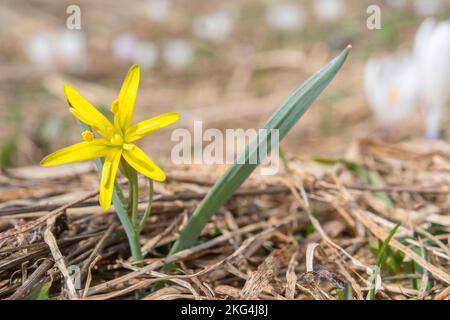 La gagea lutea, nota come stella gialla di Betlemme, è una specie di piante fiorite eurasiatica della famiglia delle Liliacee. Foto Stock