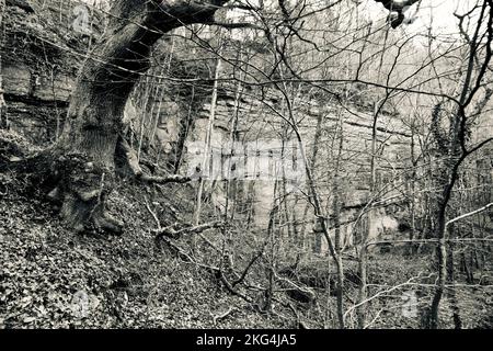 Scala di grigi di un tronco in una foresta. Vista dei rami in bianco e nero Foto Stock
