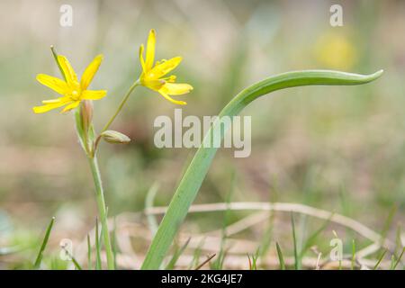 La gagea lutea, nota come stella gialla di Betlemme, è una specie di piante fiorite eurasiatica della famiglia delle Liliacee. Foto Stock