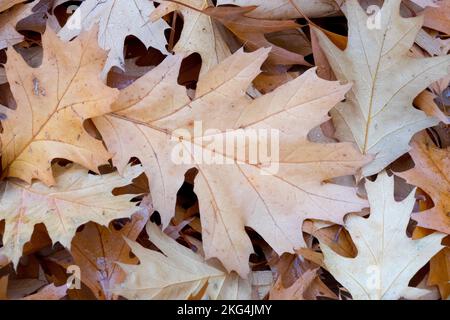 Foglia di quercia grigia caduta a terra Foto Stock