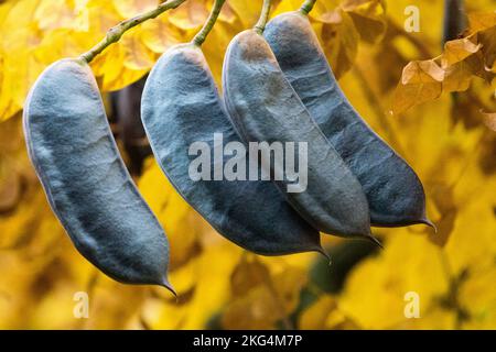 Kentucky Coffeetree tree Gymnocladus dioica, pod, pod autunnali su un ramo Foto Stock