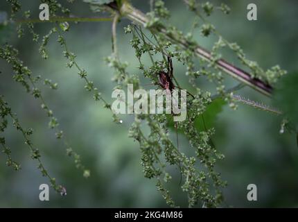 Un colpo selettivo di un insetto orientale con i piedi delle foglie (Leptoglossus phyllopus) tra le foglie in un giardino Foto Stock