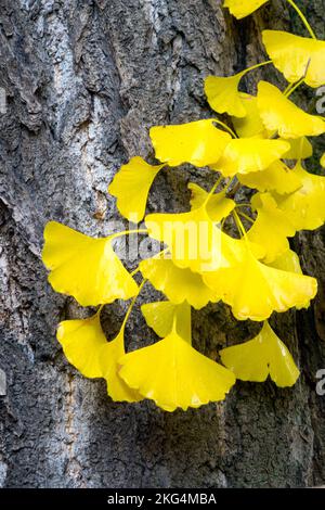 Autunno, corteccia d'albero Maidenhair, Ginkgo biloba, foglie di corteccia di Ginkgo foglie d'autunno Foto Stock