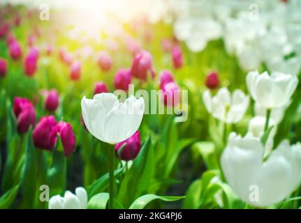 Tulipani bianchi fioriscono nel giardino dei tulipani in inverno o in primavera nella calda luce del sole, bellissimo concetto di flora tulipani Foto Stock