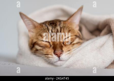 Carino gatto bengala dorme dolcemente in una stanza accogliente. Foto Stock