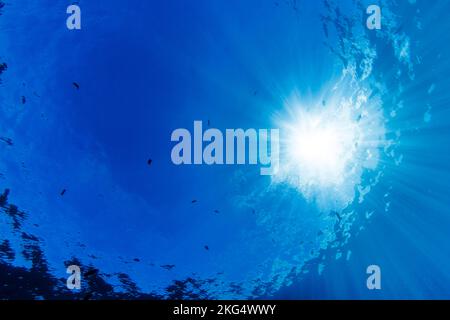 Una giornata tranquilla da sott'acqua guardando verso la superficie dell'Oceano Pacifico, Hawaii, USA. Foto Stock