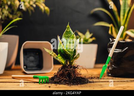 sanseveria in pentole bianche e un set per il trapianto e la cura di piante su tavola di legno, il trapianto di piante da interno vista dall'alto Foto Stock