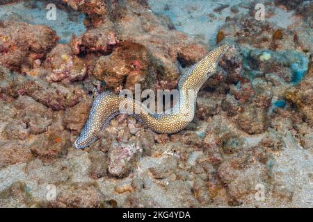 L'anguilla morena bianca, Gymnothorax meleagris, non si trova sulla barriera corallina durante il giorno di solito, Hawaii. Foto Stock