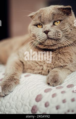 Bel gatto grigio sdraiato su un morbido gatto Shorthair britannico, adorabile e divertente animale domestico Foto Stock