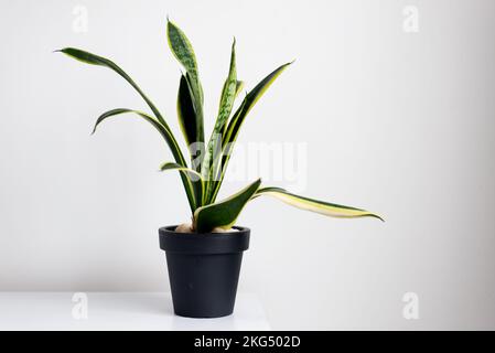 Sansevieria trifasciata o Snake pianta in vaso a casa Foto Stock