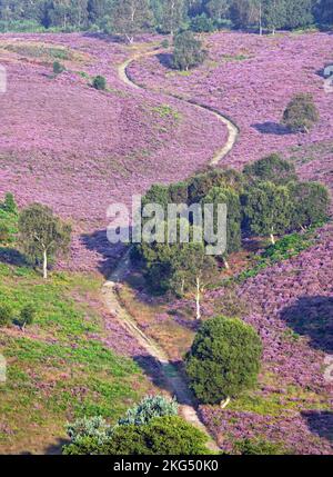 Sentieri tortuosi attraverso Heather in fiore alla fine dell'estate Cannock Chase Area di bellezza naturale di estenuante Staffordshire Inghilterra Regno Unito Foto Stock