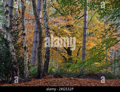 Boschi decidui su Cannock Chase un'area di straordinaria bellezza naturale Staffordshire Inghilterra Foto Stock