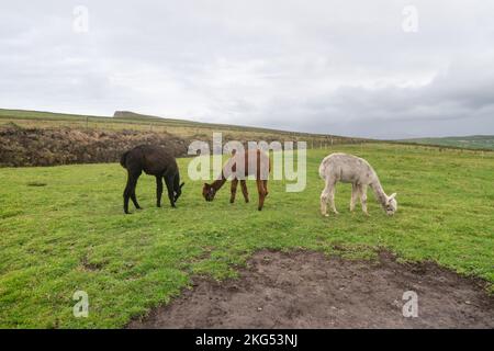 Alpaca marrone bianca e nera sull'erba, Irlanda Foto Stock