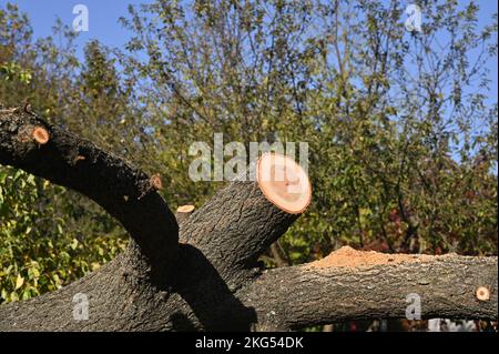 Un albero segato giace sul terreno con i suoi rami tagliati. Foto Stock