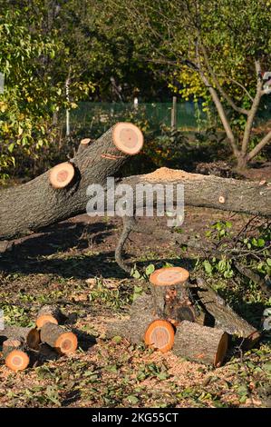 I tronchi abbattuti si trovano accanto ad un albero che è caduto a terra. foto verticale. Foto Stock