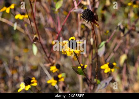 Rudbeckia shaggy con petali gialli fiorisce nel giardino in autunno Foto Stock