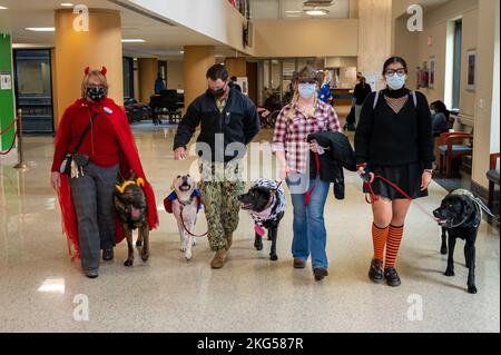 Il WRNMMC Facility Dogs ha celebrato Halloween il 31 ottobre 2022 al Walter Reed National Military Medical Center vestendo e visitando il centro medico, salutando brevetti, visitatori e personale. Alla fine arrivarono al Military Advance Training Center (MATC) situato nella zona America (Bldg. 19) dove hanno salutato i pazienti e il personale che si è vestito anche per l'occasione. SPC dell'esercito. Jake Simmons, vestito come LT Dan da “Forest Gump”, passò un po’ di tempo di qualità con Sully, vestito come Capitano America. Marine Sgt. Tyler Vargas-Andrews vestito come cavaliere Jedi (non ha detto quale Foto Stock