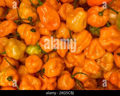 Peperoni di Habanero d'arancia, peperoni piccanti da raccolta, sfondo, prodotti da supermercato, habanero centroamericano, Spezie africane Foto Stock