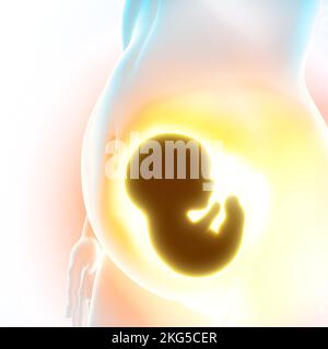 Crescita del feto, cordone ombelicale, nutrimento ed energia per l'evoluzione del bambino. Collegamento tra feto e placenta. rendering 3d Foto Stock