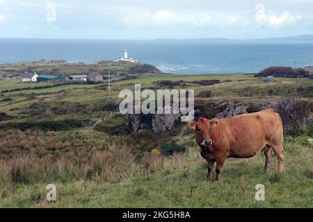 Dublino, Irlanda. 2nd Ott 2022. 20221002 - Una mucca pascola con il faro di Fanad Head alla foce di Lough Swilly sullo sfondo nella contea settentrionale di Donegal, Irlanda. (Credit Image: © Chuck Myers/ZUMA Press Wire) Foto Stock