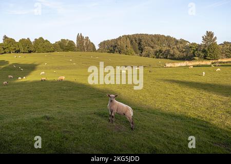 Chipping Campden - Maggio 27 2022: Pecore nella città Cotswolds di Chipping Campden, Inghilterra. Foto Stock