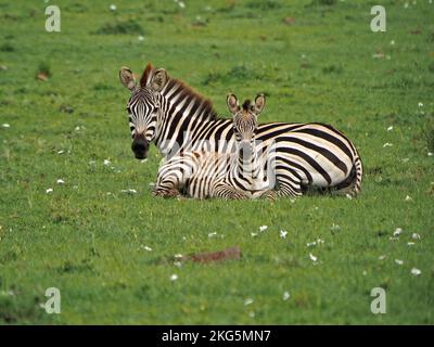 Zebra di madre Burchell, equus quagga burchellii o zebra pianeggiante seduta con il nemico, entrambi fissando la lente sulla prateria di Masai Mara, Kenya, Africa Foto Stock