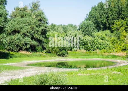 Un laghetto prosciugato vicino al Danubio Foto Stock