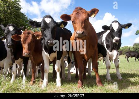 Mucche e tori che pascolano, Hambledon, nr Waterlooville, Hampshire, Inghilterra Foto Stock