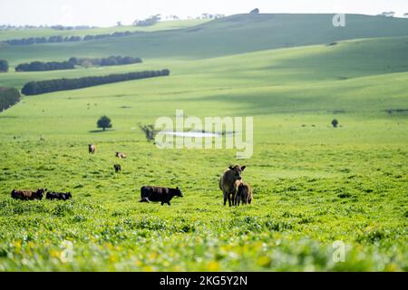 angus e wagyu stud mucche e tori in una fattoria in primavera Foto Stock