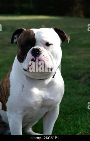 Un colpo verticale del cane Bulldog americano Foto Stock