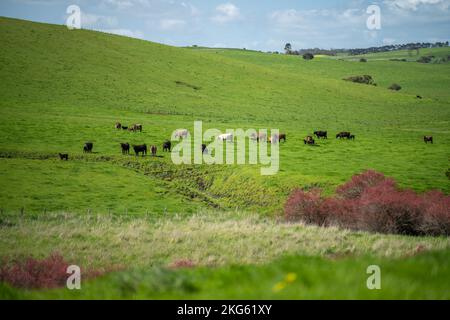 angus e wagyu stud mucche e tori in una fattoria in primavera Foto Stock