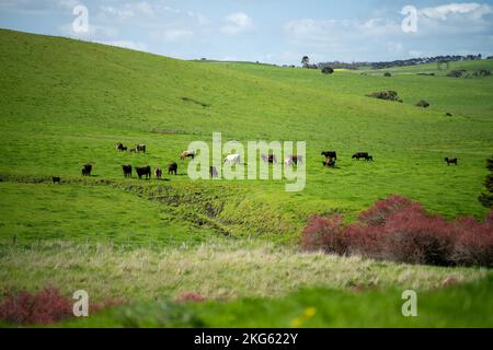 angus e wagyu stud mucche e tori in una fattoria in primavera Foto Stock