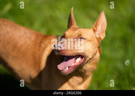 kelpie in una fattoria nell'entroterra australiano. Cane da allevamento in un campo in queensland america in primavera Foto Stock