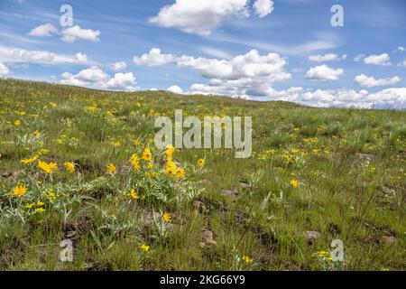 Wooly Balsamroot e altri fiori gialli che fioriscono nella prateria di Wallowa County. Foto Stock