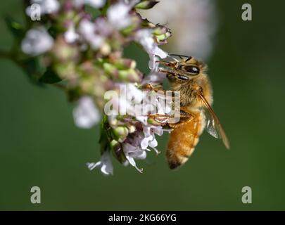 Ape di miele europea raccolta nettare e polline su fiori di origano in un giardino di erbe Foto Stock