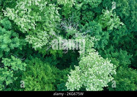 Vista aerea della foresta verde scuro con alberi in fiore canopie in primavera Foto Stock