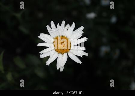 Decorazioni natalizie appese da un soffitto a capriate. Foto Stock