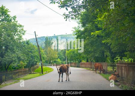 un vitello si trova sulla strada in georgia Foto Stock