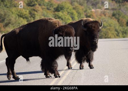 Due bisonti nel mezzo della strada Foto Stock