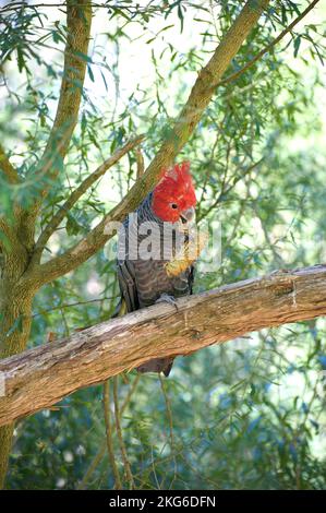 Un fan dei Cockatoos di Gang Gang (Callocephalon Fimbriatum) aveva dato loro un fiore di Banksia con cui giocare. Questo maschio stava avendo divertimento molto con esso. Foto Stock