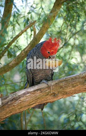 Un fan dei Cockatoos di Gang Gang (Callocephalon Fimbriatum) aveva dato loro un fiore di Banksia con cui giocare. Questo maschio stava avendo divertimento molto con esso. Foto Stock