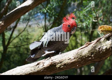 Un fan dei Cockatoos di Gang Gang (Callocephalon Fimbriatum) aveva dato loro un fiore di Banksia con cui giocare. Questo maschio stava avendo divertimento molto con esso. Foto Stock