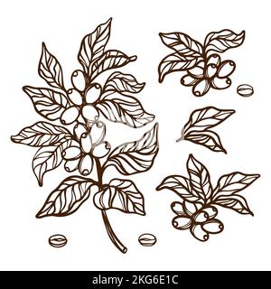 CONTORNI DEL CAFFÈ RAMI con Berries e foglie di Coffee Tree Monochrome Design in stile Vintage clip disegnata a mano Art Vector Set Illustrazione per Prin Illustrazione Vettoriale