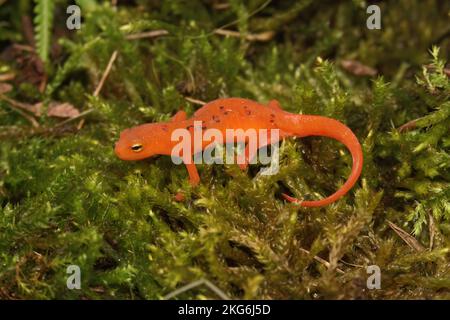 Primo piano corpo completo su un palcoscenico colorato di eft rosso giovanile notoftalmus viridenys rosso-spotted seduta sul muschio Foto Stock