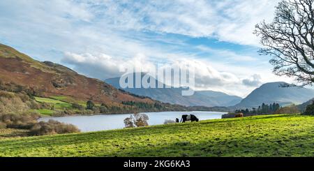 Allettato Galloway bestiame pascolo in campo verde con Loweswater lago e Grasmoor montagna è caduto oltre, Lake District, Cumbria, Inghilterra, Regno Unito Foto Stock