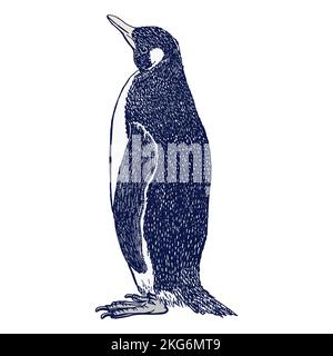 Pinguino, disegnato a mano con penna e inchiostro. Illustrazione vettoriale realistica dell'uccello antartico isolato su sfondo bianco. Vettori di stock. Illustrazione Vettoriale