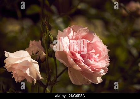 Primo piano belle rose rosa che crescono in giardino soleggiato Foto Stock