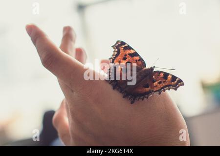 Primo piano del concetto di farfalla foto Foto Stock